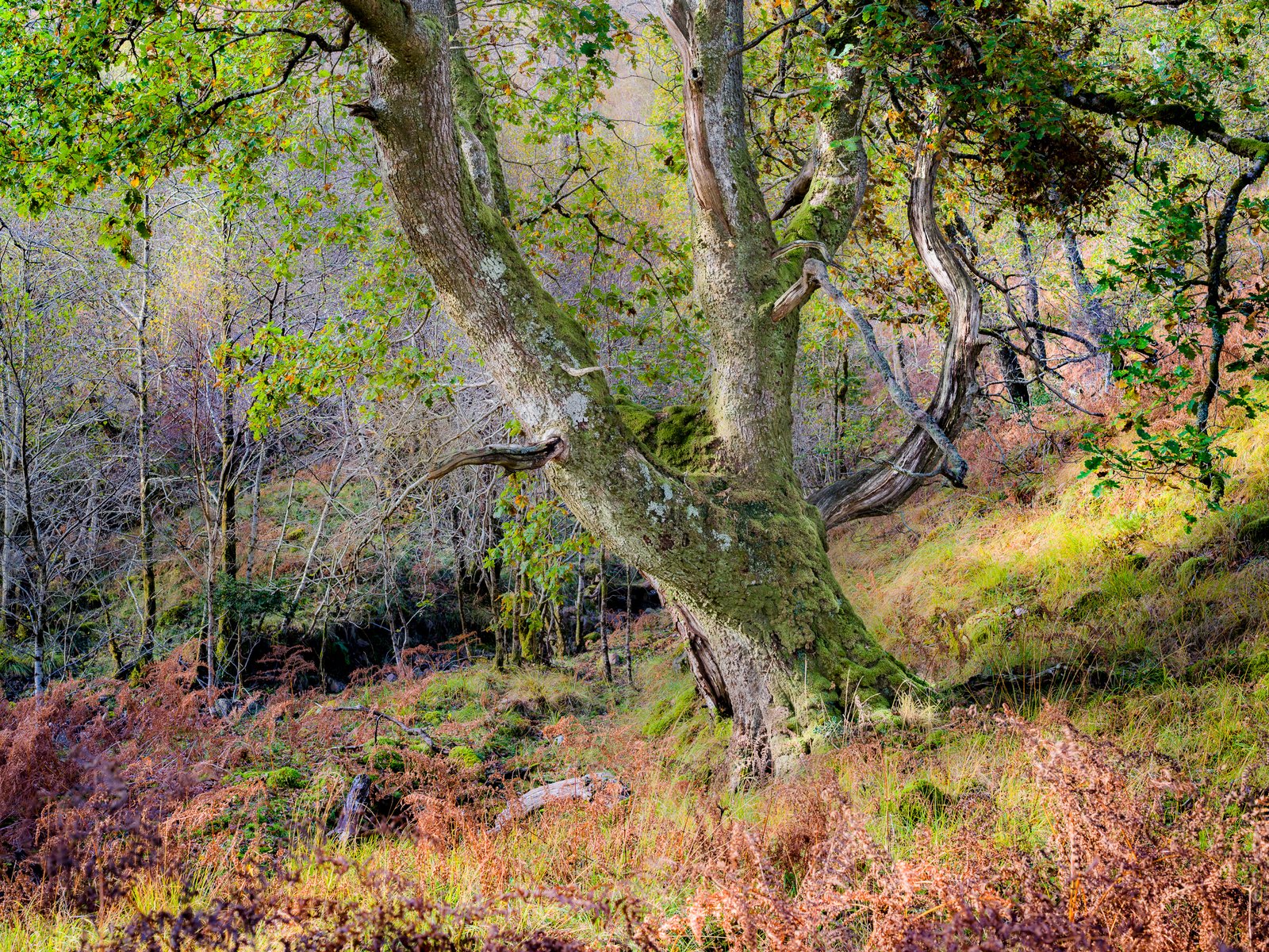 Ardnamurchan oak